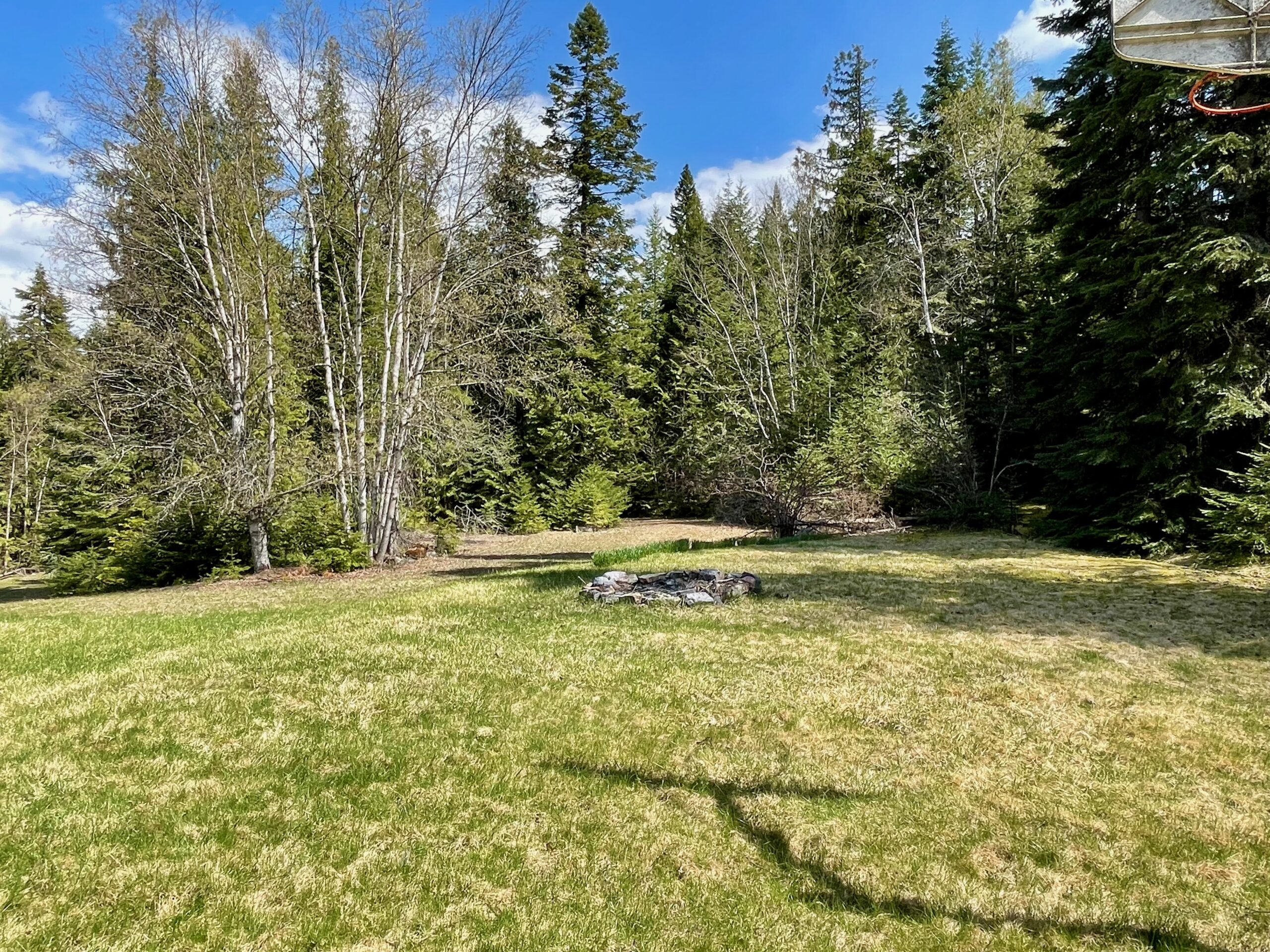 Circular drive surrounding Birch and Pine trees. Lawn and firepit in the foreground.