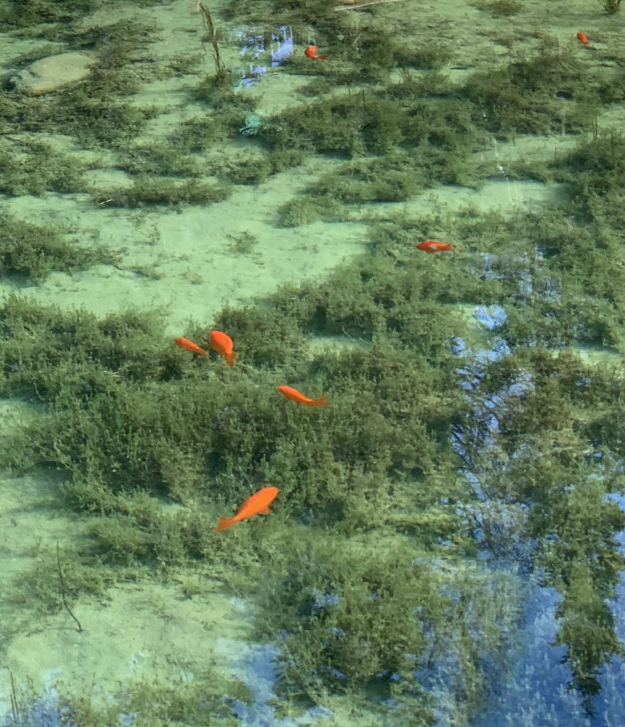 goldfish img 3525