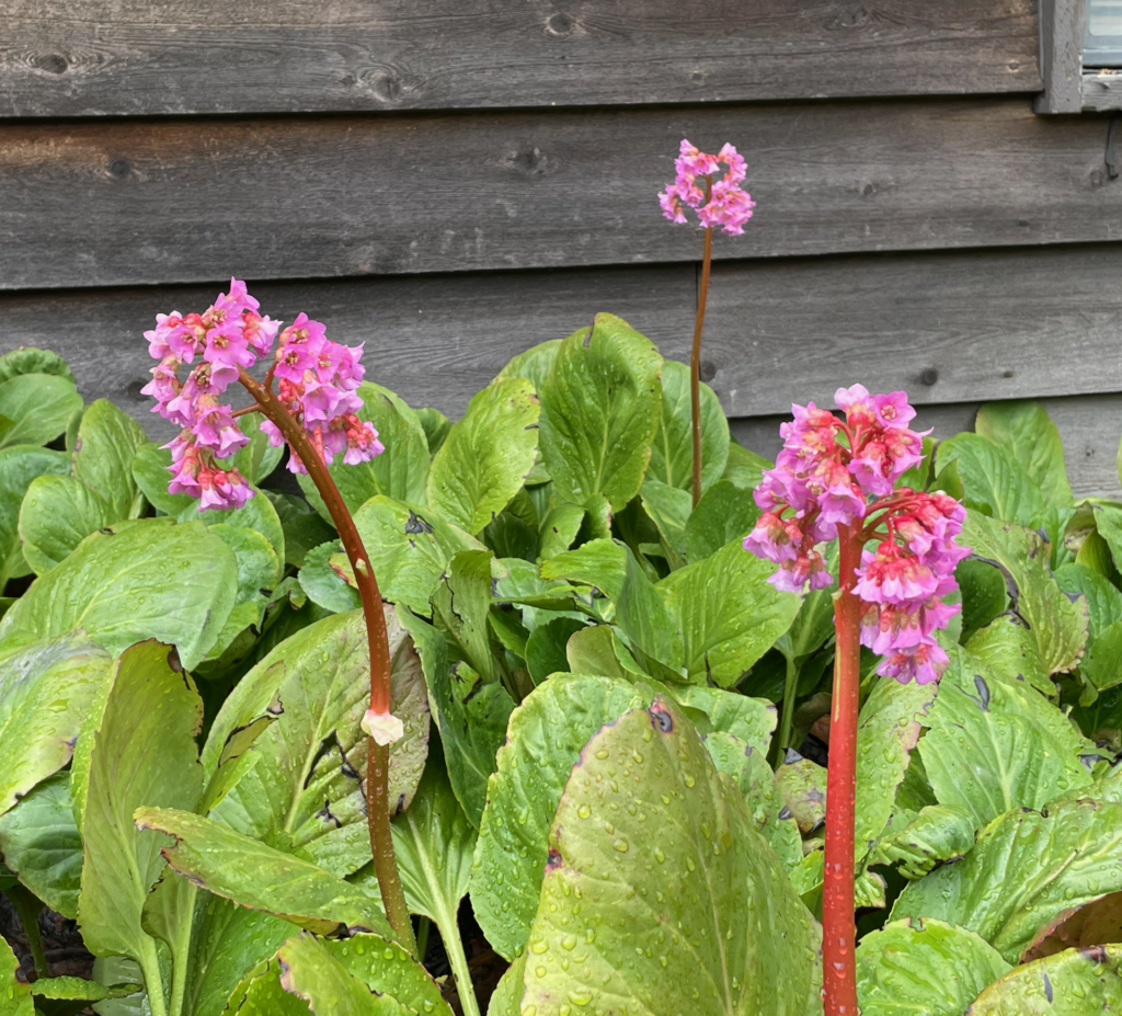 Pink perennial growing on the front side of the house.