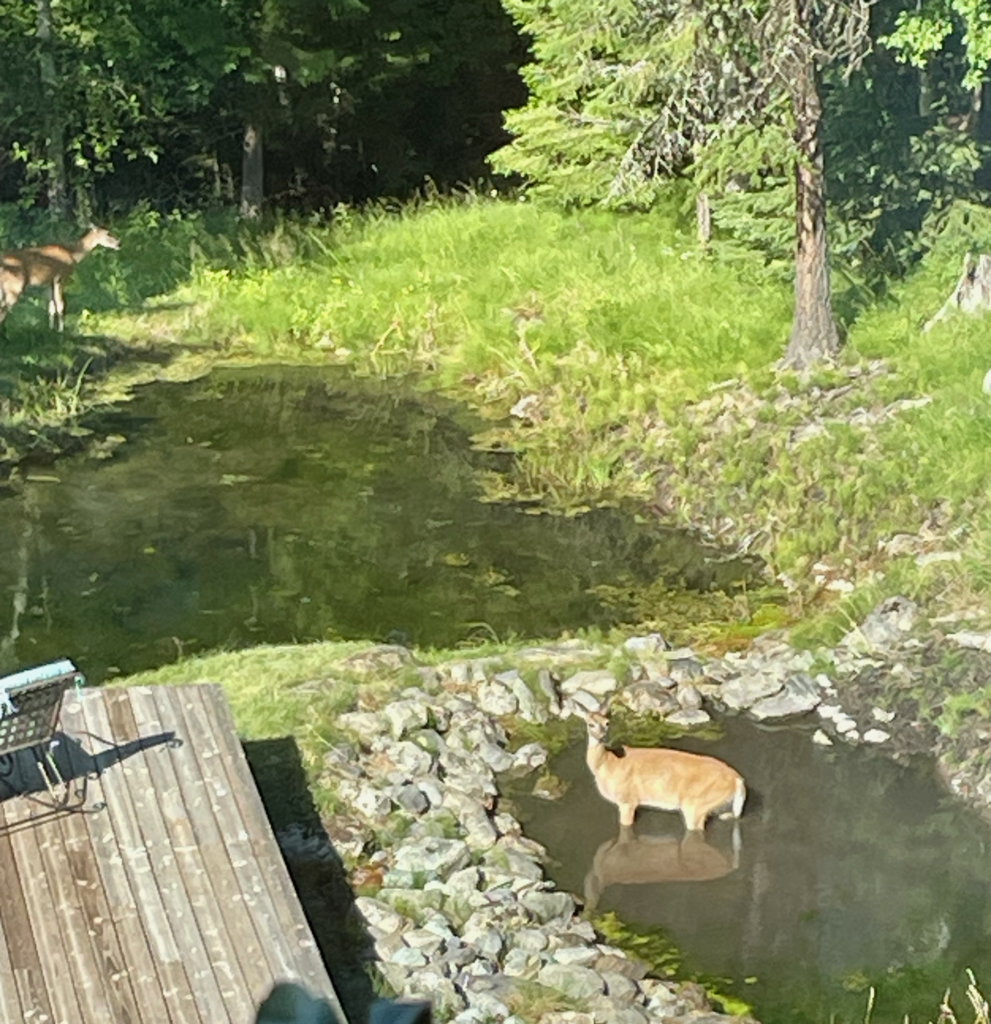 Deer looking up at me as I take its picture while munching on pond vegetation.