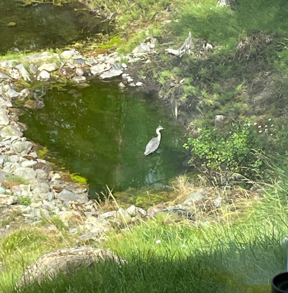 A heron enjoying one of the smaller ponds.