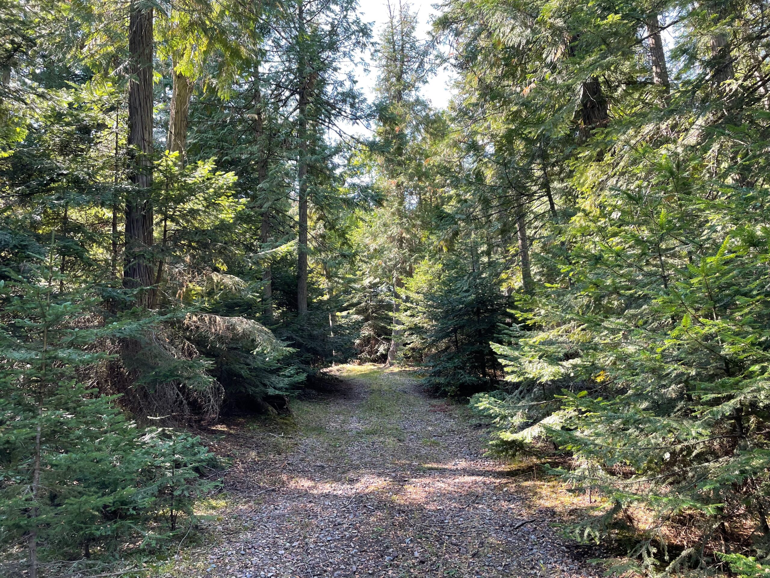 Pine tree lined road to the cabin