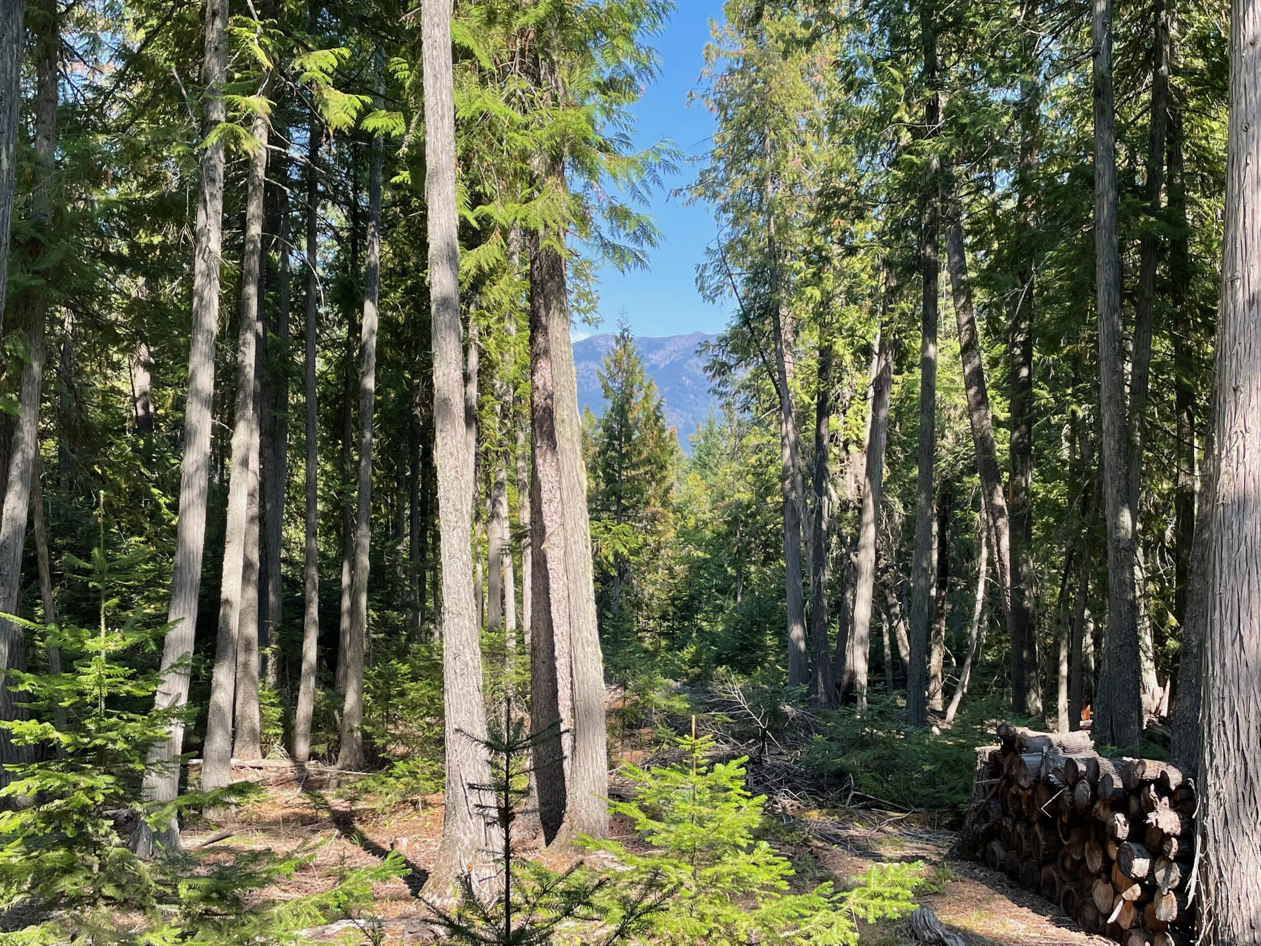 The Swan Range Peaks in the distance as seen through a cleared section of towering Cedar trees.