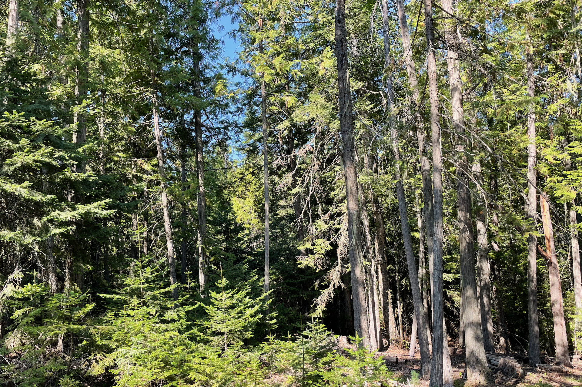 A view of the lush woodland forest land surrounding the cabin.