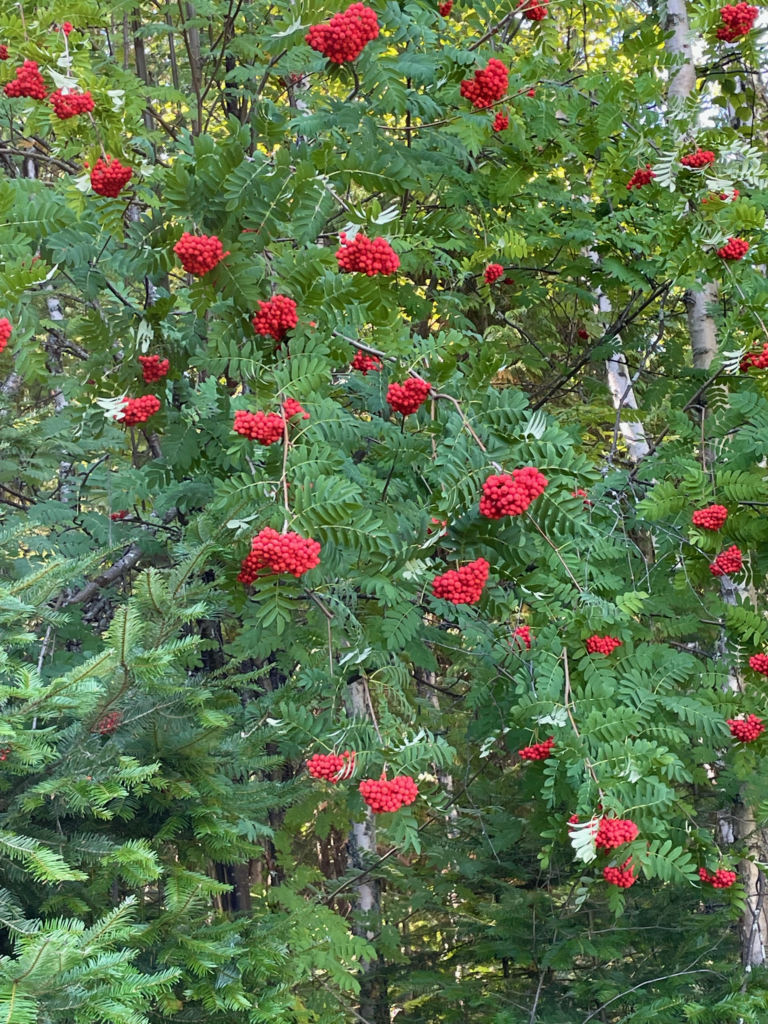 The Mountain Ash berries in the fall are a bright red on Crane Mountain.