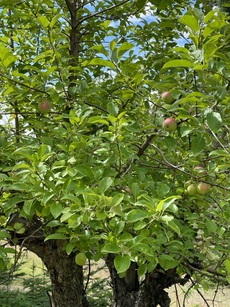 apple tree img 8681
