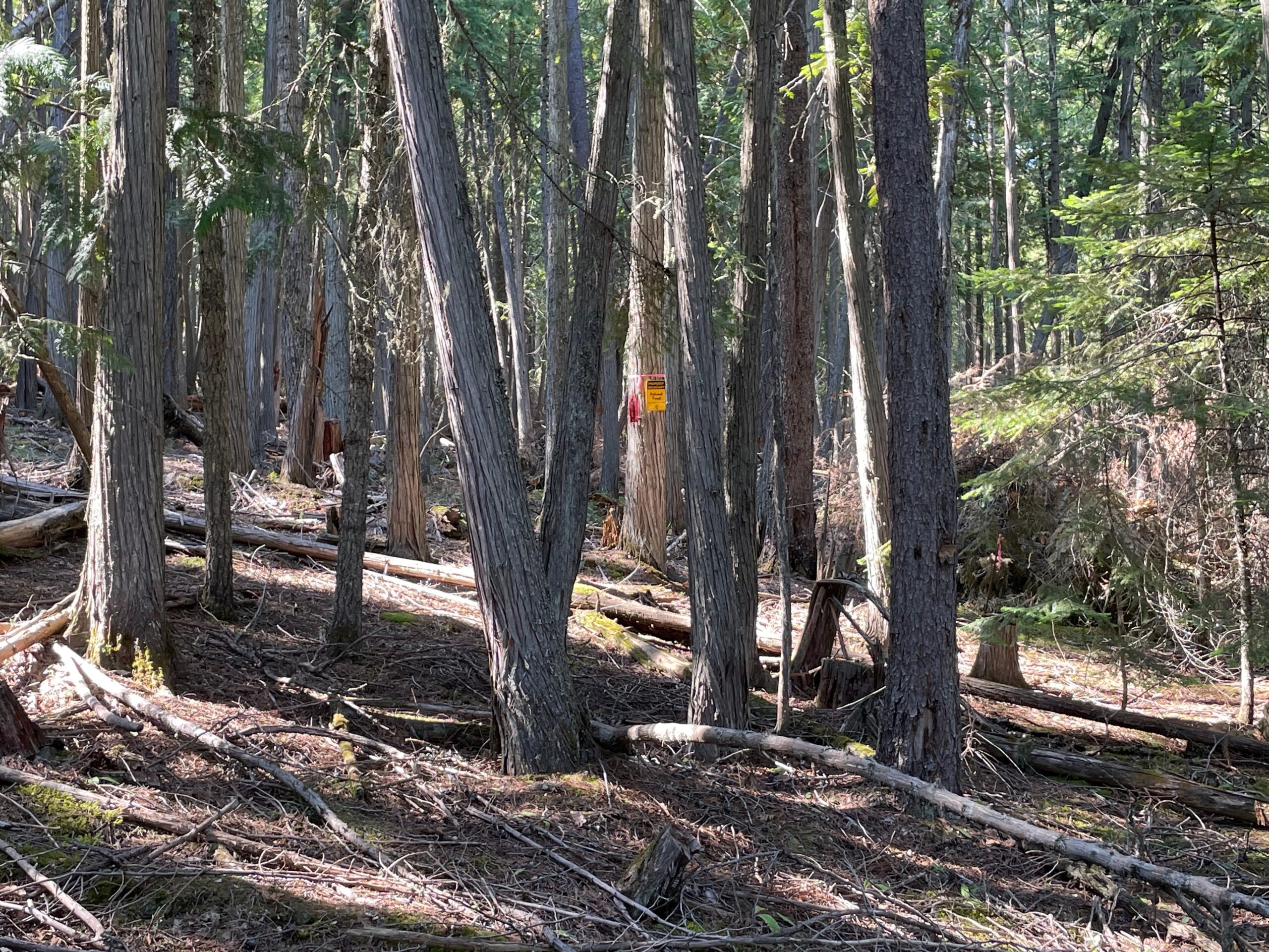The Flathead National Forest is right next door as indicated by a Forest Service sign on a tree.