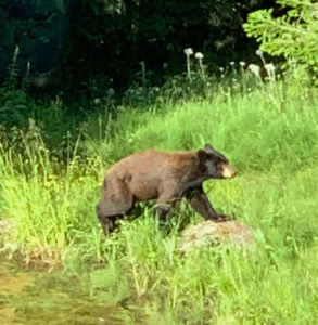 cropped bear photo