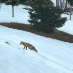 cropped fox cropped fox