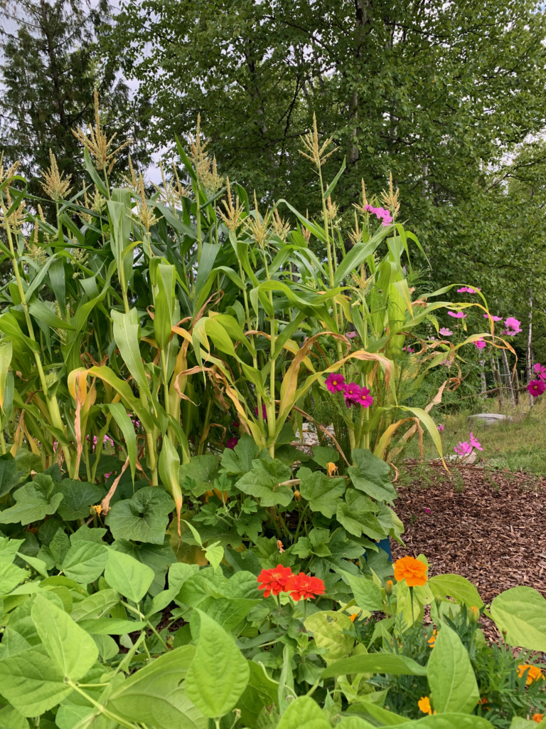 garden img 3274