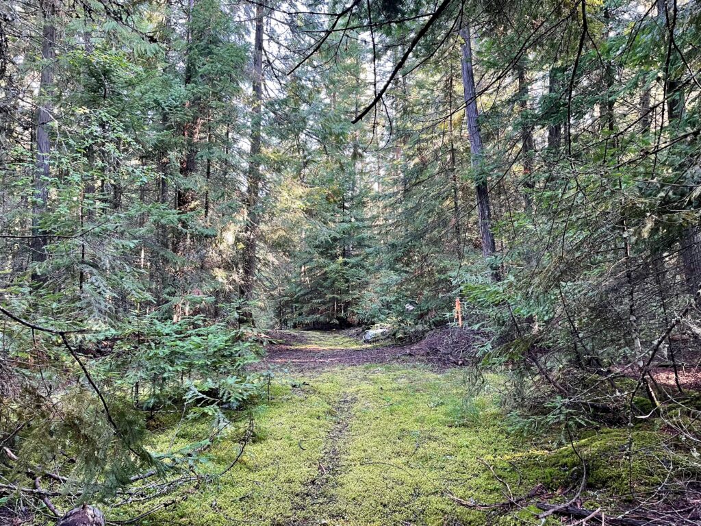 moss covered trail img 8741