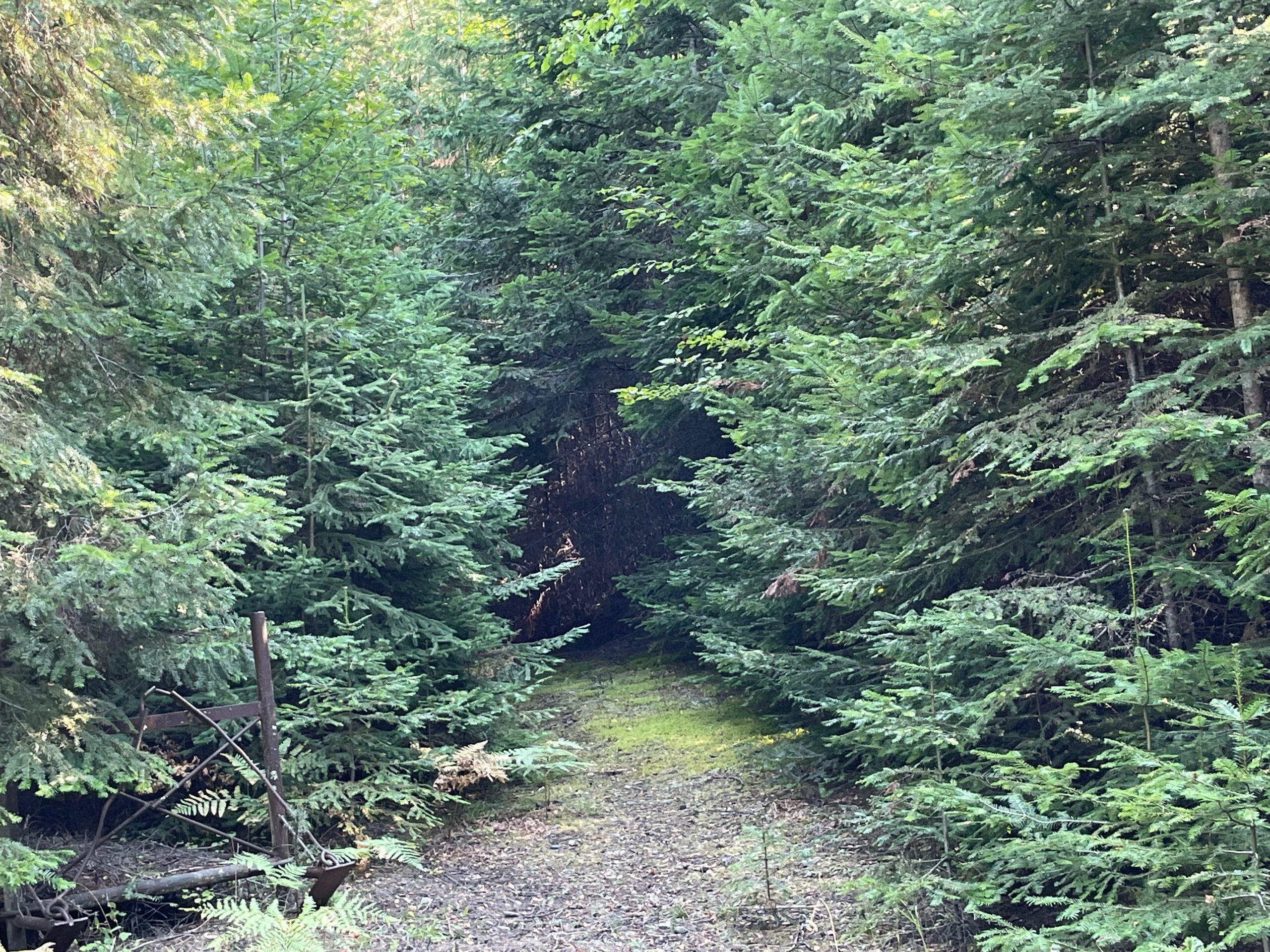 Moss-covered trail and an old metal sleigh crafted by the original owner.