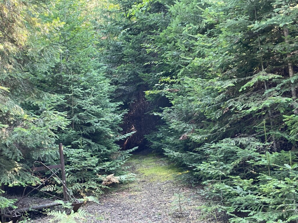 moss covered trail and sleigh img 8909