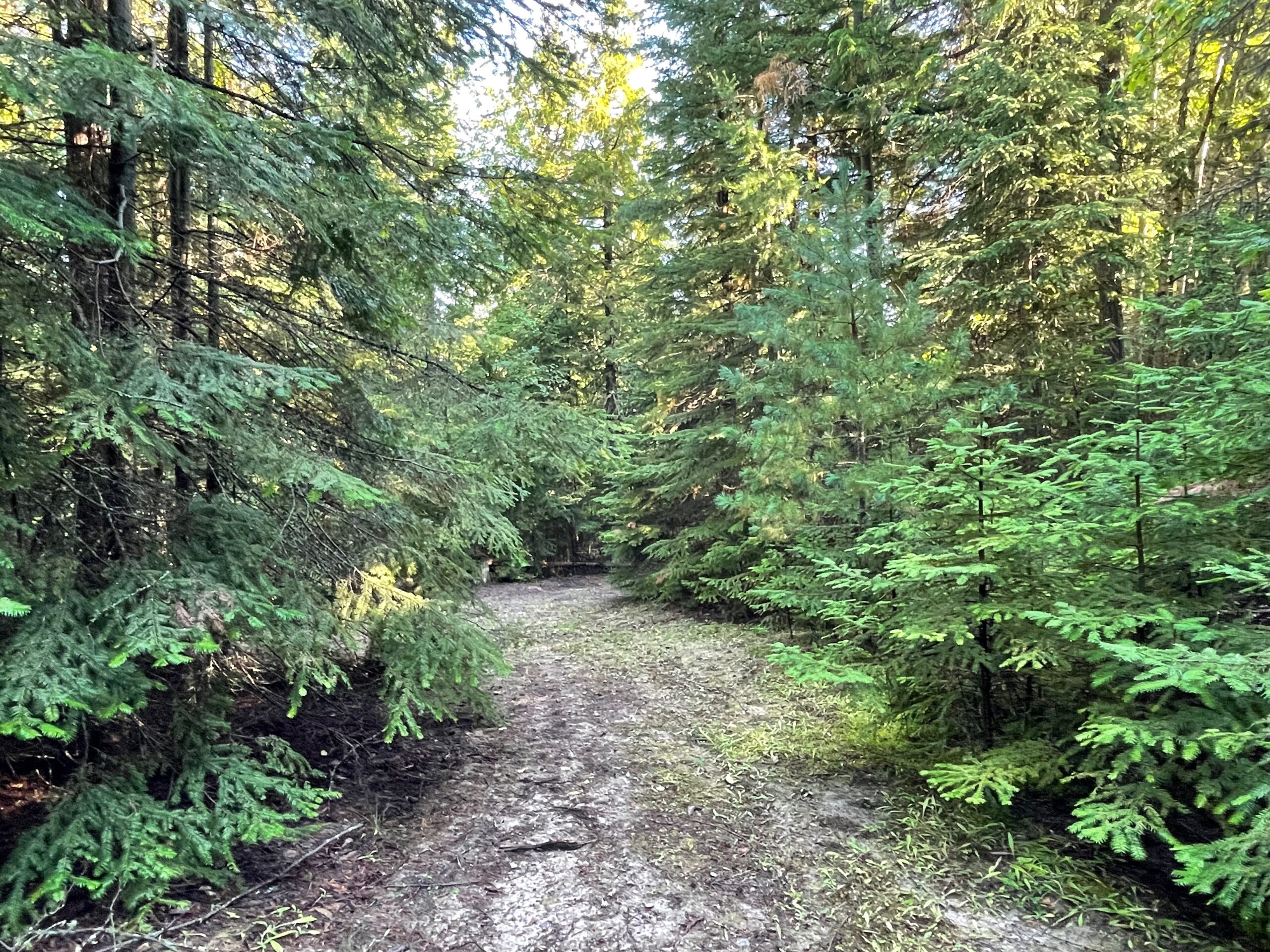 Gravel circular drive bordered by pines.