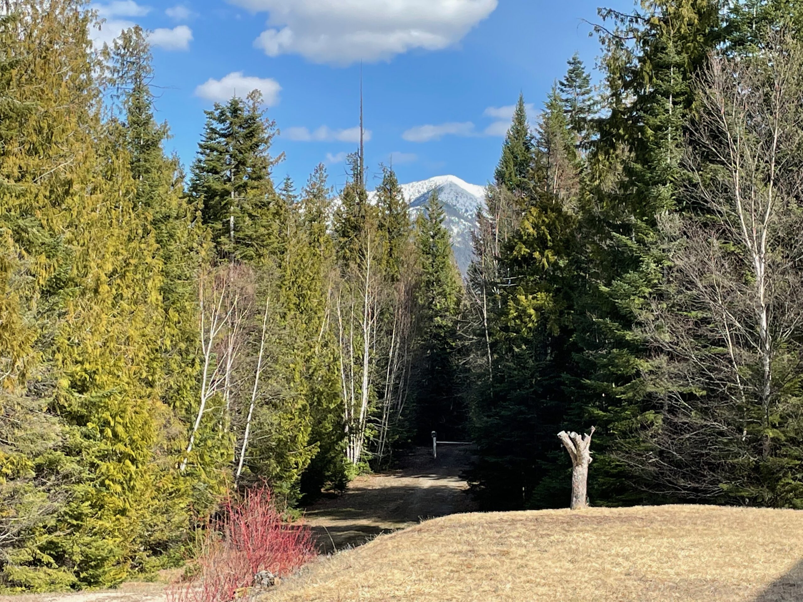 View of a snow covered peak taken from the front yard in early spring.