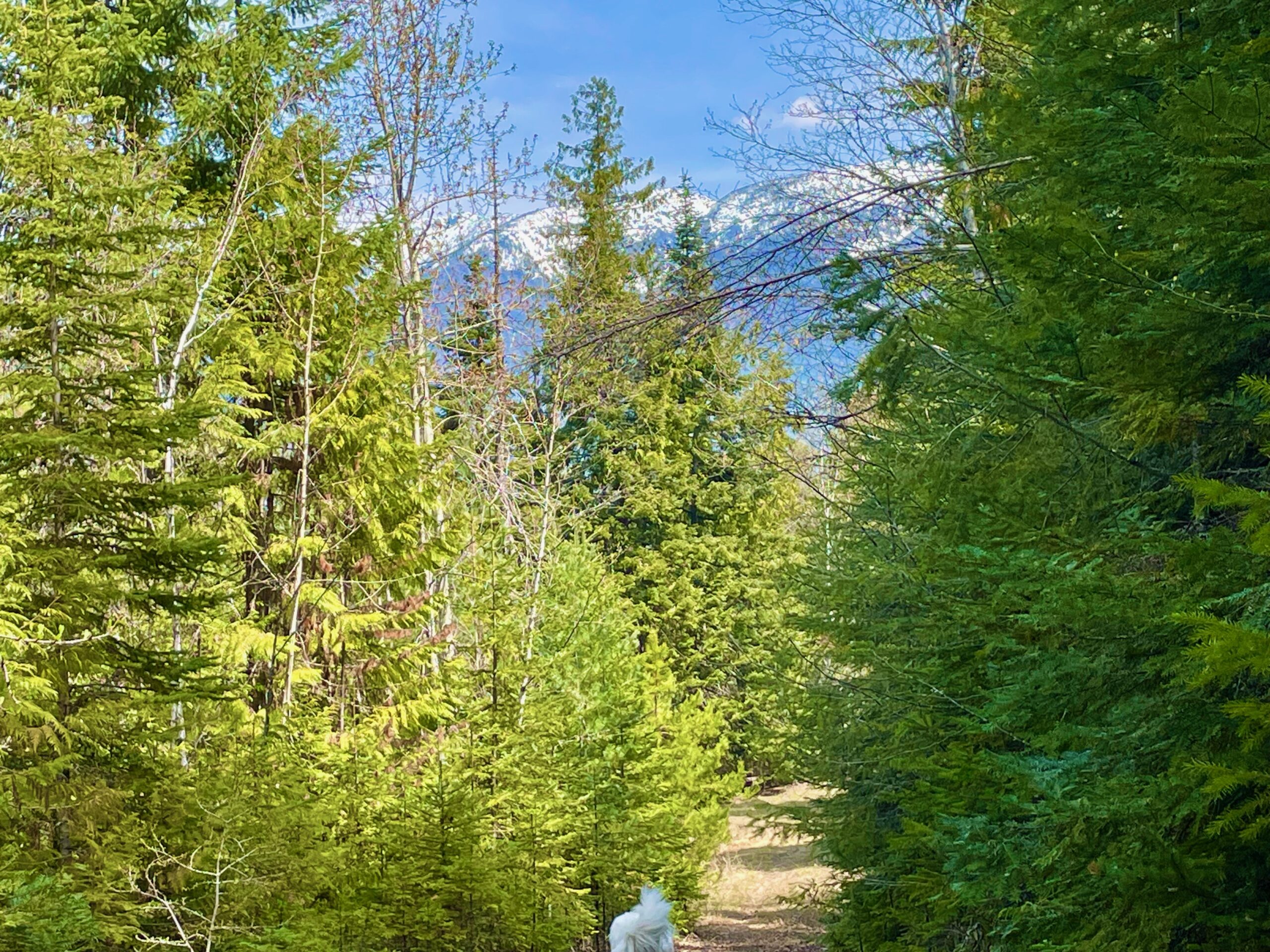 snow covered peaks in the background of tree-lined road up to cabin