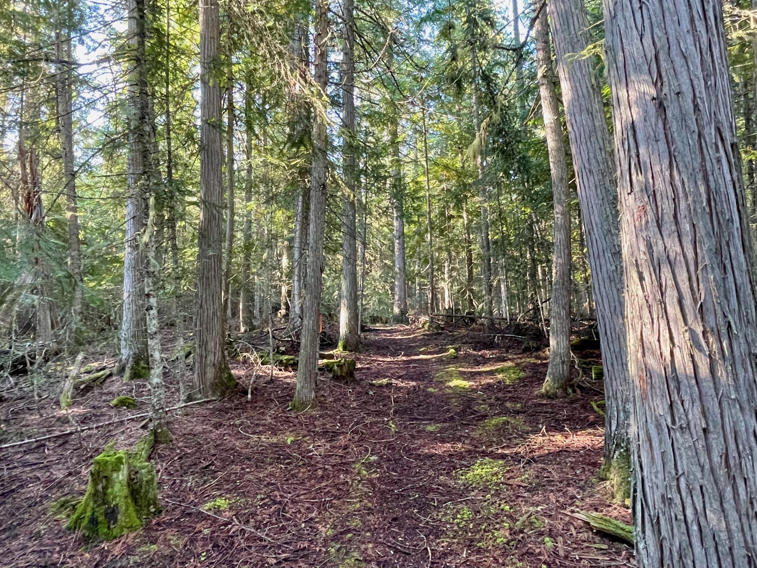trail img 8734