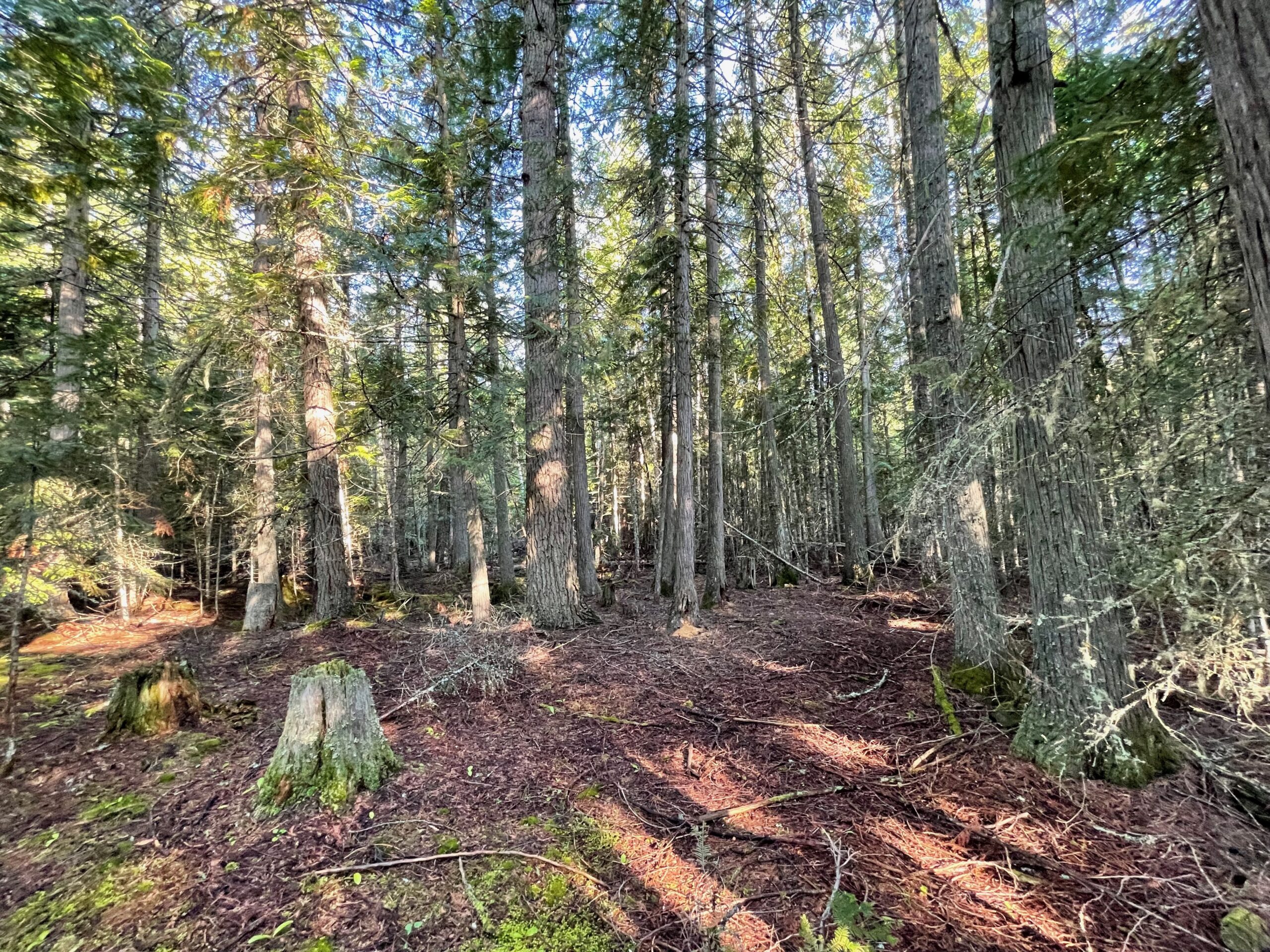 Dappled sunshine through the pine trees on relatively flat ground and easy for walking.