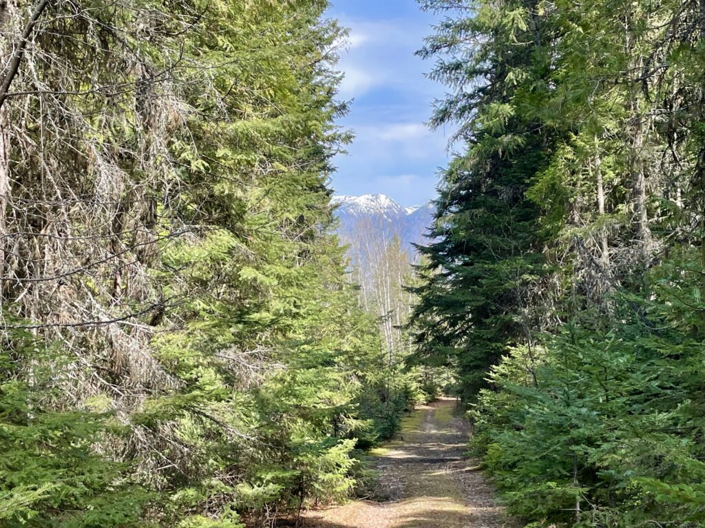 view of snow capped peak from cabin road img 6896