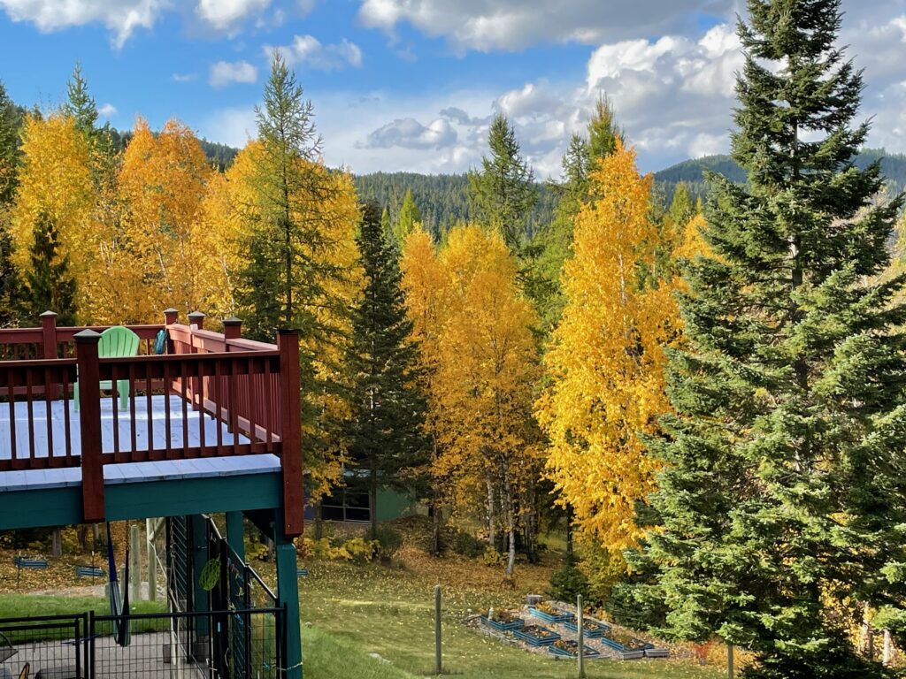 fall leaves raised beds livestock from deck