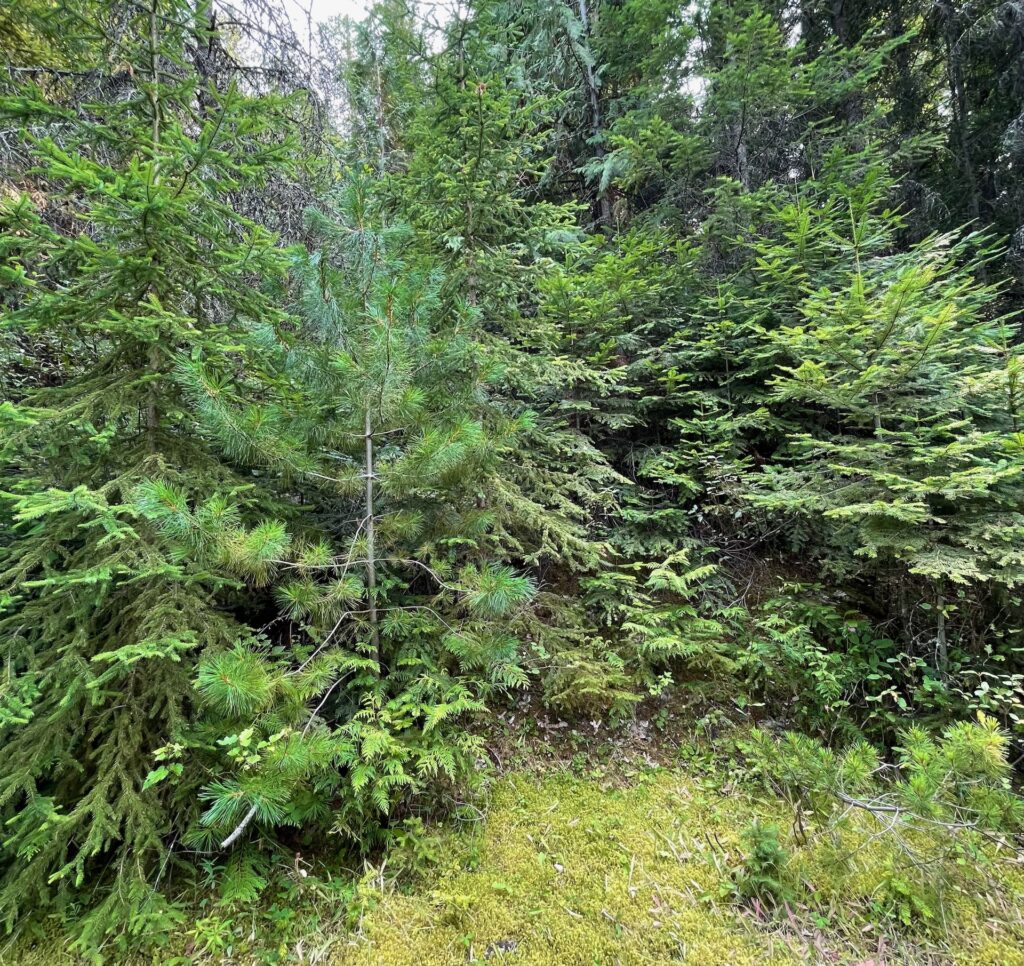 Page 10-A Few Final Notes Lush vegetation and a wide variety of trees in a forest unique for Montana