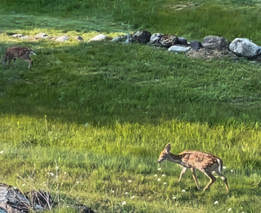 july fawns