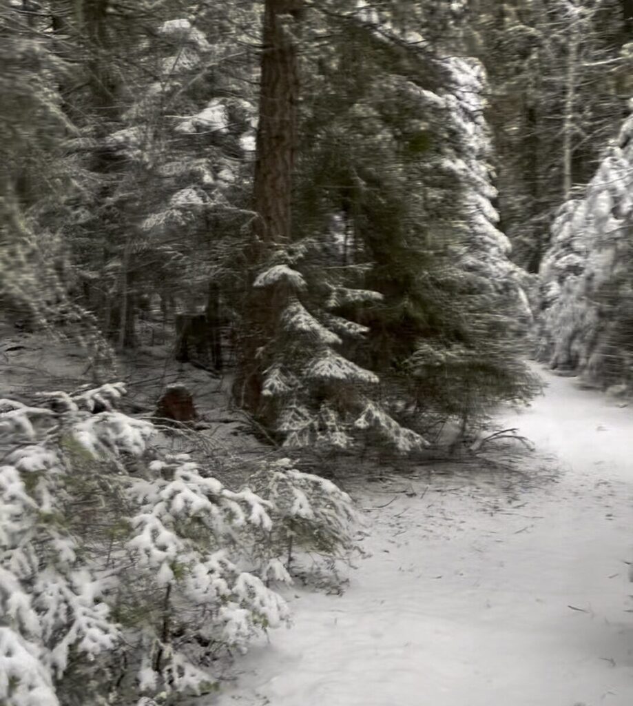 the trail transformed with snow in the winter